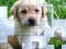PicPu Dog — безплатна онлайн игра