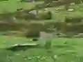 Pigeons Hunting — безплатна онлайн игра