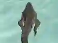 Crocodile Simulator Beach Hunt — безплатна онлайн игра
