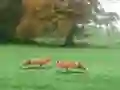 Hunted Fox — безплатна онлайн игра