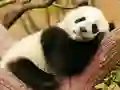 Animal Differences — безплатна онлайн игра