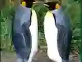 Penguin Puzzle — безплатна онлайн игра