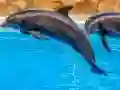 Sea Dolphin Jigsaw — безплатна онлайн игра
