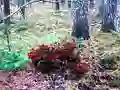 Bernati Forest Adventure — безплатна онлайн игра