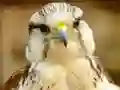 Gyrfalcon Jigsaw — безплатна онлайн игра