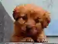 Puppy Puzzle — безплатна онлайн игра