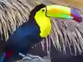 Toucan Bird Jigsaw — безплатна онлайн игра