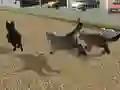 Run Cat Cat Race — безплатна онлайн игра