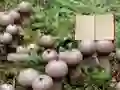 Lycoperdon Mushroom Land Escape — безплатна онлайн игра