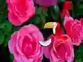 Precious Rose Escape — безплатна онлайн игра