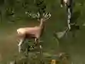 Sniper Hunting Deadly Animal — безплатна онлайн игра