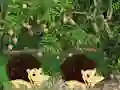 Escape From Mango Farm — безплатна онлайн игра