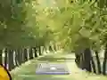 Pair of Cat Escape — безплатна онлайн игра