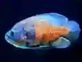 Tiger Fish Jigsaw — безплатна онлайн игра