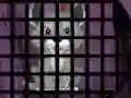 Trapped Wolf Rescue — безплатна онлайн игра