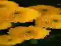 Chrysanthemums Jigsaw — безплатна онлайн игра