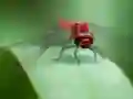 Dragon Fly Jigsaw — безплатна онлайн игра