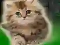 Couple Kitten Escape — безплатна онлайн игра
