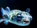 Puffer Fish Jigsaw — безплатна онлайн игра