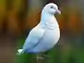 Realistic Pigeon Rescue — безплатна онлайн игра