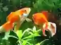 Blue Fish Escape — безплатна онлайн игра