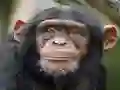 Chimpanzee Jigsaw — безплатна онлайн игра