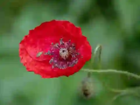 Poppy Nature Flower Jigsaw — безплатна онлайн игра