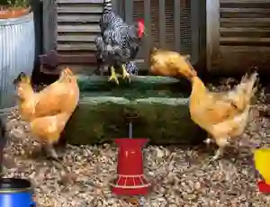 Poultry Farm Easter Escape — безплатна онлайн игра