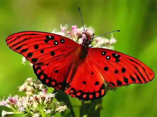 Nature Jigsaw Puzzle Butterfly — безплатна онлайн игра