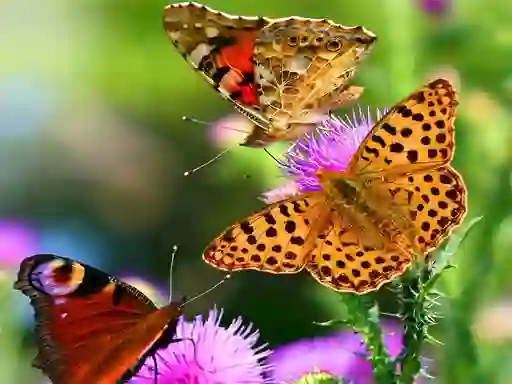 Butterfly Slide — безплатна онлайн игра