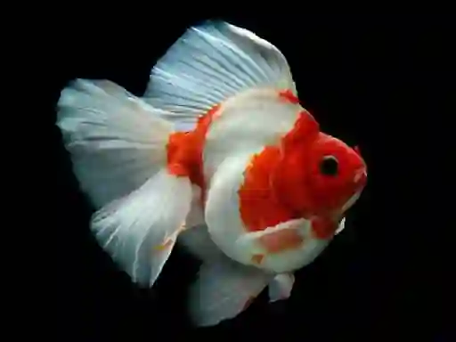 Gold Fish Jigsaw Puzzle — безплатна онлайн игра