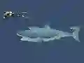 Mad Shark — безплатна онлайн игра