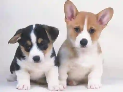 Cute Puppies Puzzle — безплатна онлайн игра