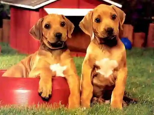 Puppy Pairs Puzzle — безплатна онлайн игра