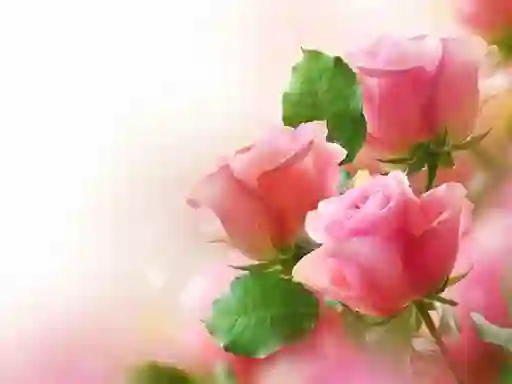 Pink Roses — безплатна онлайн игра