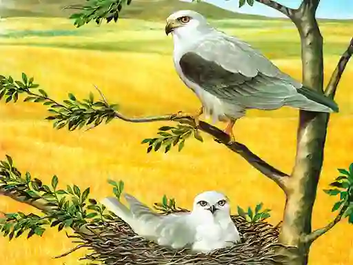 Birds Of Prey Puzzle — безплатна онлайн игра