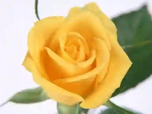 Yellow Roses — безплатна онлайн игра