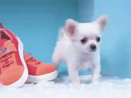 Lovely Puppy Puzzle — безплатна онлайн игра