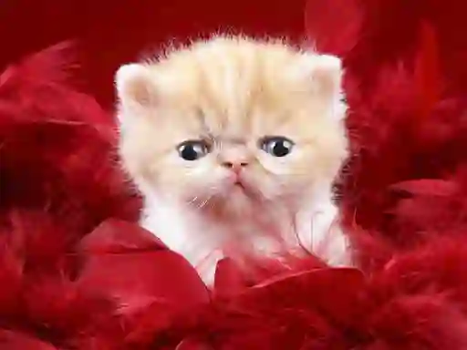 Funny Kitty — безплатна онлайн игра