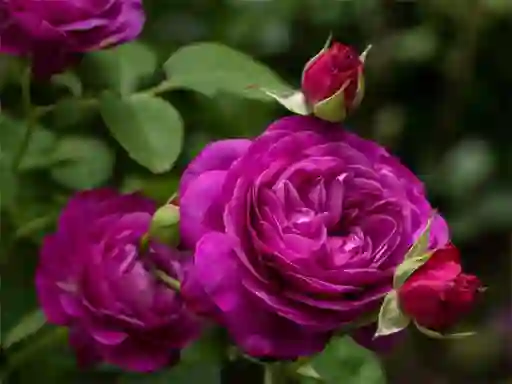 Purple Roses — безплатна онлайн игра