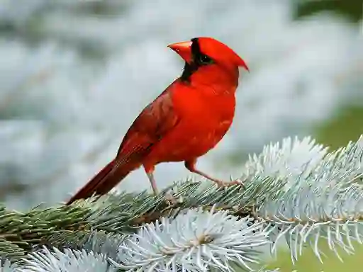 Birds Puzzle — безплатна онлайн игра