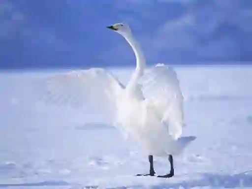 Graceful Swans — безплатна онлайн игра