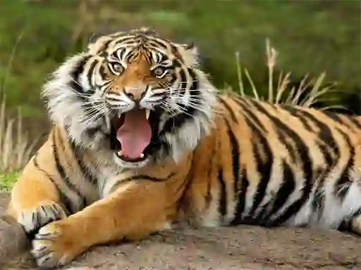 Animals Jigsaw Puzzle Tiger — безплатна онлайн игра