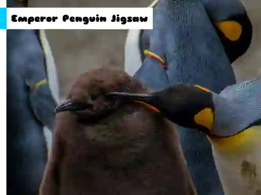 Emperor Penguin Jigsaw — безплатна онлайн игра