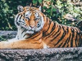 Игра Джаги Пъзел  онлайн