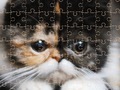 Игра Пъзел с екзотични котки  онлайн