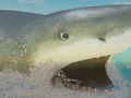Игра La Shark онлайн