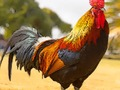 Игра Пъзел за домашни птици  онлайн