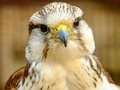 Игра Живопил Gyrfalcon  онлайн