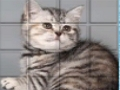Игра Picpu Cat онлайн